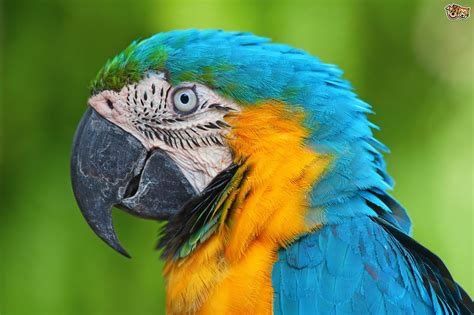 Blue and Gold Macaw | Pets4Homes