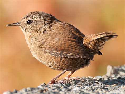 Eurasian Wren in China - Shanghai Birding 上海观鸟