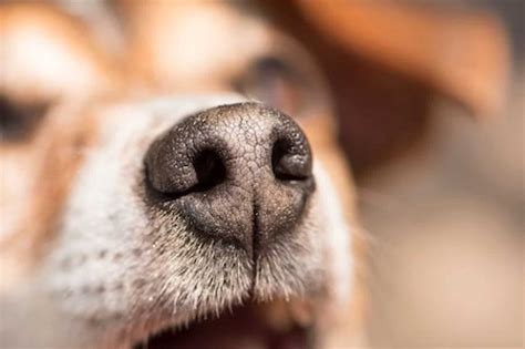 Why is My Dog's Nose Dry? [Causes & Courses of Action]