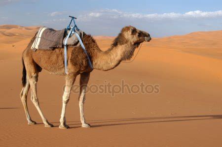 Camel Caravan in Sahara Desert Stock Photo by ©wrangel 13629693