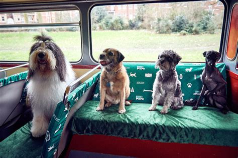 There Was a Bus Tour Just for Dogs in London