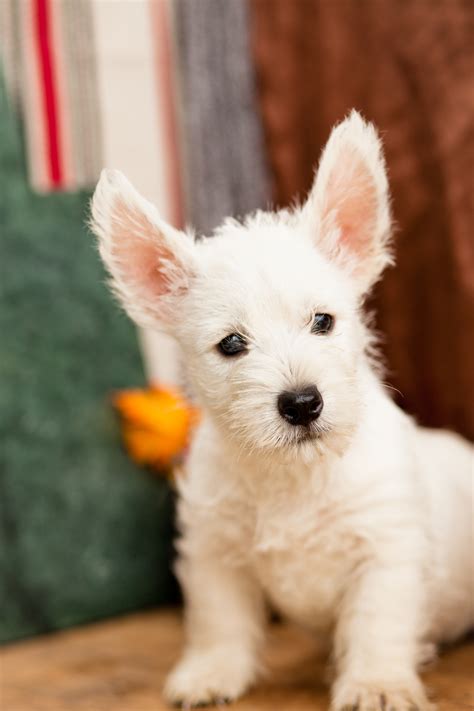 37 Top Photos Westie Puppies For Sale In Pa / Cute Westie puppies for sale | Downpatrick, County ...