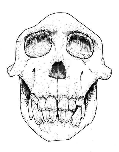 Chimp Skull by RILLAH on DeviantArt