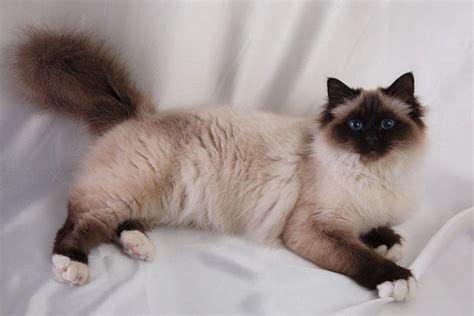 Cat breeds: the Birman Cat, characteristics and personality | Cat breeds, Birman cat, Cat breeds ...