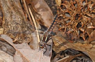 Blue Corporal - Ladona deplanata, Merrimac Farm Wildlife M… | Flickr