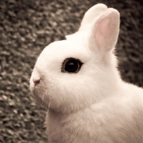 Dwarf Hotot Rabbit Health, Care, Feeding, Temperament, and Coat - PetGuide.com | PetGuide