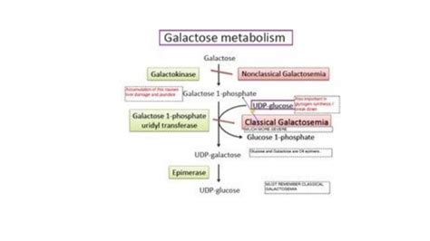 Galactose metabolism