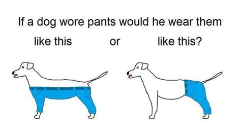 If a Dog Wore Pants | Know Your Meme