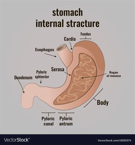 Stomach Anatomy Diagram