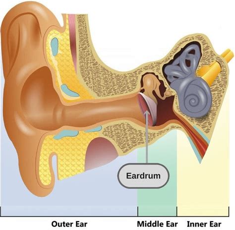 Ear Popping: Why Does Popping Your Ears Improves Hearing?