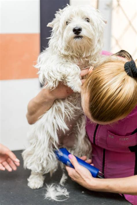 Dog West Highland White Terrier Grooming Stock Image - Image of ...