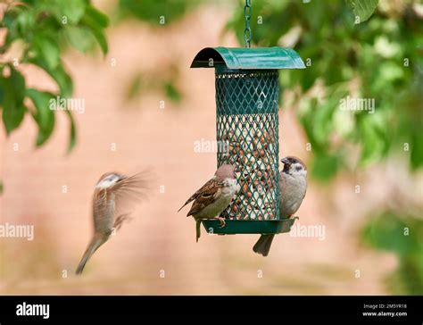 Sparrow. Sparrows are a family of small passerine birds, Passeridae ...