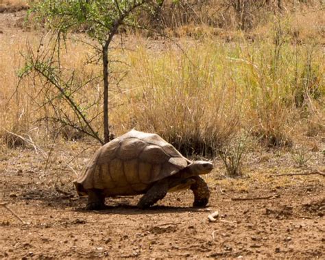 African Spurred Tortoise - Facts, Diet, Habitat & Pictures on Animalia.bio