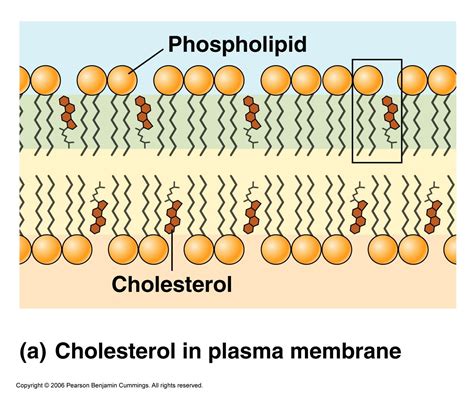 Cholesterol is a lipid molecule. It helps with providing stability to the exterior of the cell ...