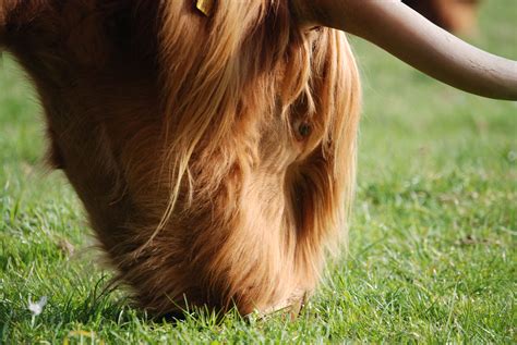 Free Images : grass, puppy, cattle, brown, mane, highland, hairy, farm animal, vertebrate, horns ...