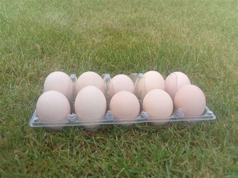 Light sussex hatching eggs | in Morpeth, Northumberland | Gumtree