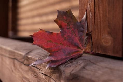 8 Fall Photography Tips for Capturing Spectacular Autumn Colors - Digital Photo Mentor