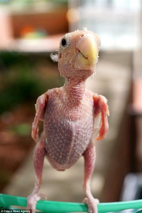 The oven-ready parrot: Rhea the bald bird wins the hearts of thousands ...