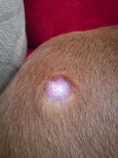 Lumps On Dogs Skin