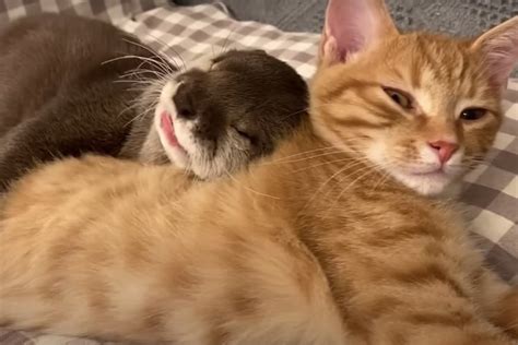 Watch a Baby Otter Cuddling With Her Orange Cat Friend