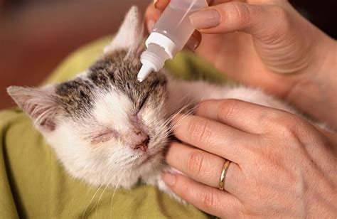 How to Recognize and Treat Cat Conjunctivitis | Zoetis Petcare