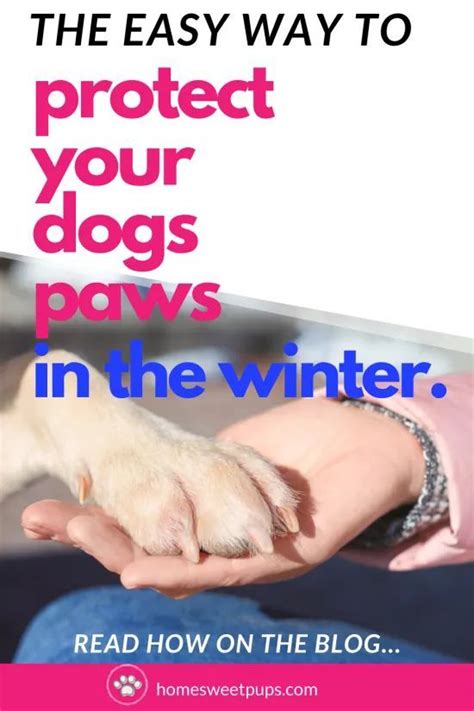 How To Protect Dog's Paws In The Winter in 2020 | Dog paws, Dog paw protection, Dog care tips