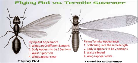 Termite Treatment - ProActive Pest Control