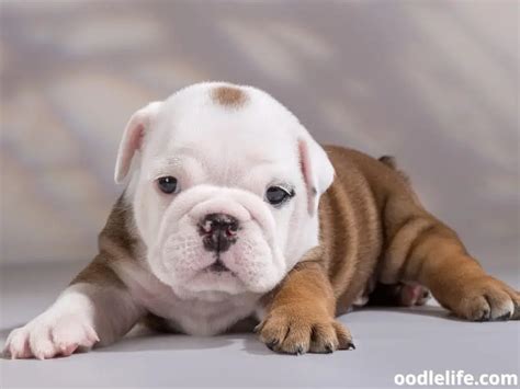 English Bulldog Price Guide (2024 Puppy Cost) - Oodle Life