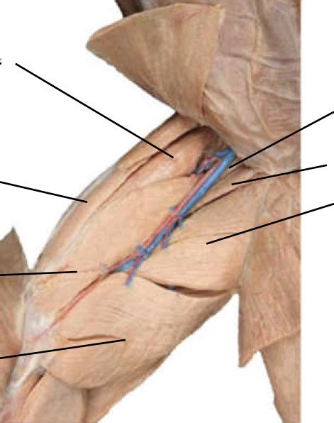 muscles of the thigh anteromedial view Diagram | Quizlet