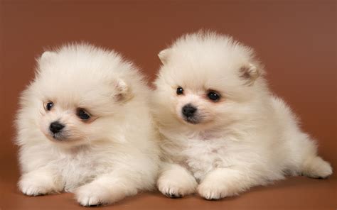 Pomeranian spitz-dogs wallpapers and images - wallpapers, pictures, photos