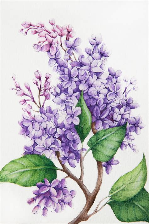 Lilac, Painting by Tanya Azarchik | Artmajeur