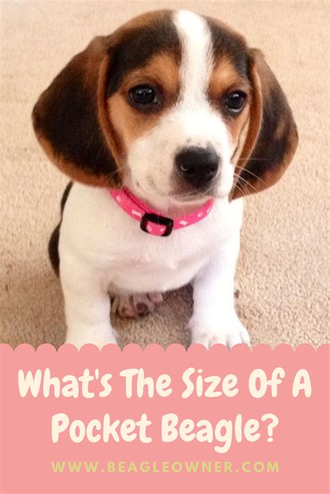 What's The Size Of A Pocket Beagle? | Pocket beagle, Corgi puppy funny ...