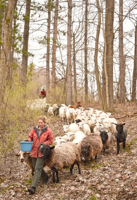 Katahdin Sheep Breeding Stock for New England & the Northeast