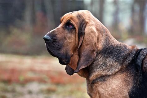 Top 8 Adorable Bloodhound Mixes: Choose Your Bloodhound Mixed Breed