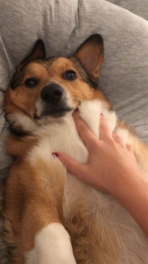 Corgi massage! [Video]