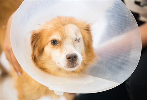 How can I help my dog after eye surgery?