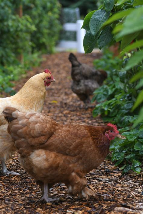 The Best Plants For The Chicken Run | Stockslager Greenhouse & Garden ...