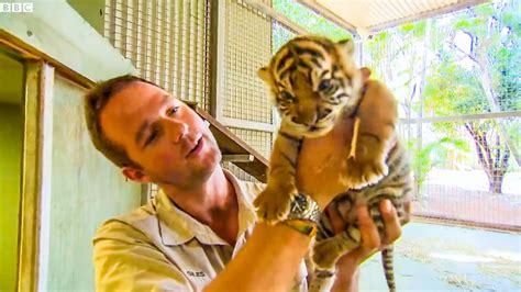 Handraising Newborn Twin Tiger Cubs | BBC Earth Kids - YouTube