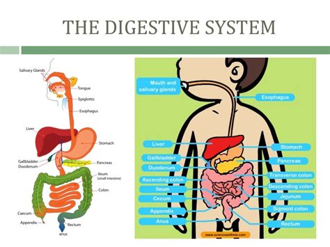 DISEASES IN THE DIGESTIVE SYSTEM - Student Nurses