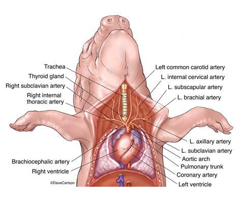 Fetal Pig - Heart & Cervical Arteries | | Carlson Stock Art