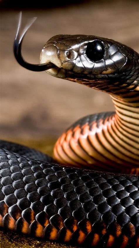 Snake iPhone Wallpapers - Top Free Snake iPhone Backgrounds - WallpaperAccess