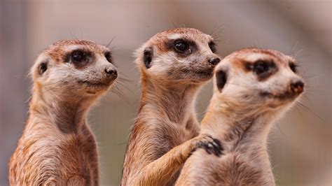 Meerkats - Meerkats Wallpaper (39057430) - Fanpop