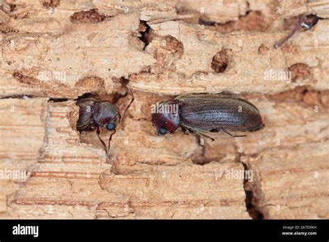 Woodboring beetle, wood borer, anobiidae on damaged wood, extreme close-up Stock Photo - Alamy