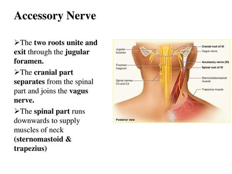 PPT - The Cranial Nerves XI-XII PowerPoint Presentation, free download ...