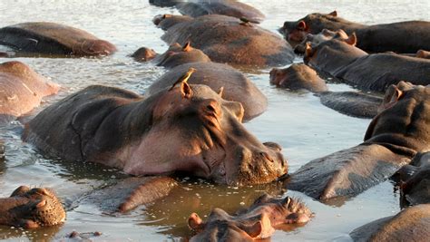 Tarangire National Park Animals | Tarangire National Park Wildlife