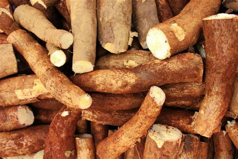 How to Write a Cassava Starch Business Production Plan - Motivation Africa