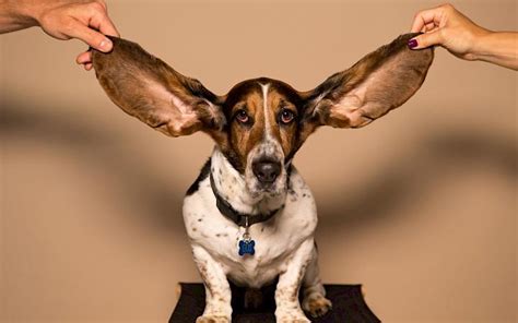 Perk up your ears! We’re talking about dog ears! | Dog Lovers Guru