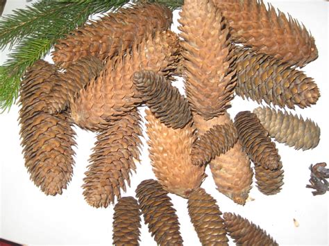 Fir cones spruce grand cone pine wreath fircones real | Etsy