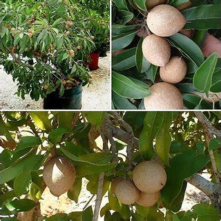 Buy ENORME2 00 Pcs/Pack Chiku Tree Seeds Rare Fruit Chiku Seed Online ...