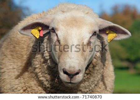 Sheepish Grin Stock Photos, Images, & Pictures | Shutterstock